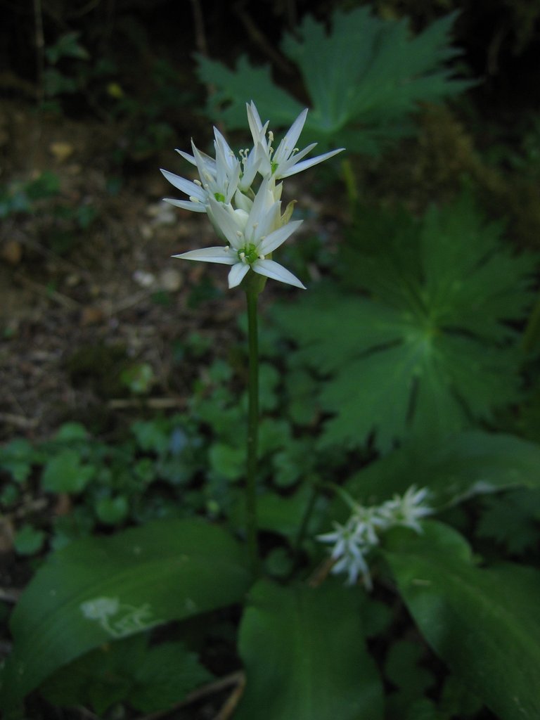 Allium ursinum